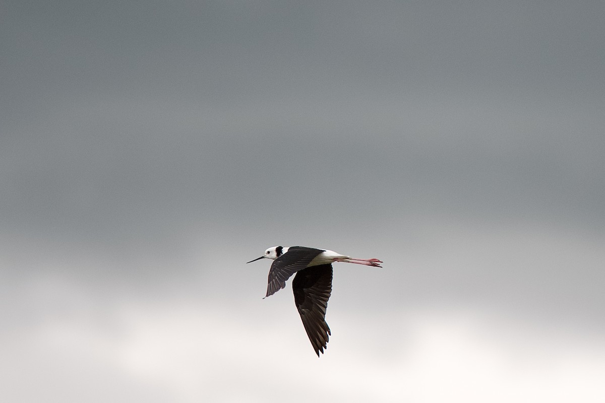 Pied Stilt - ML652390724