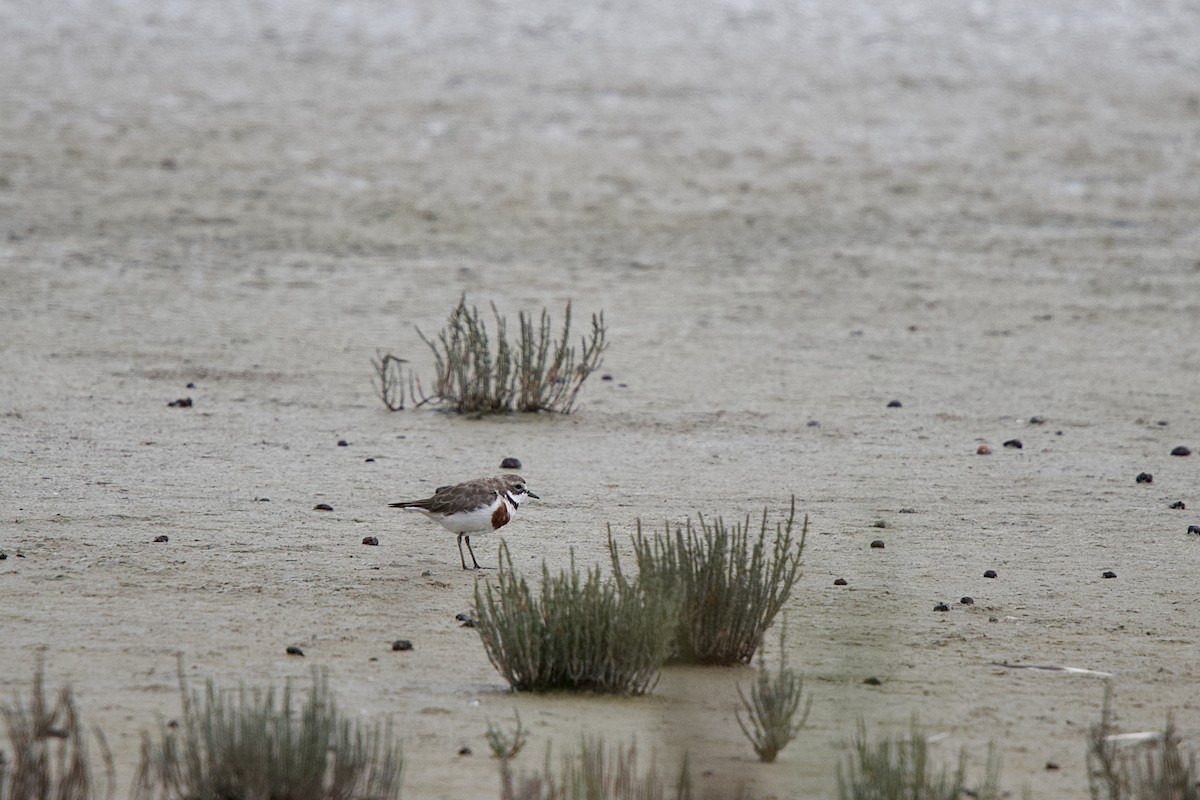 Double-banded Plover - ML652390787