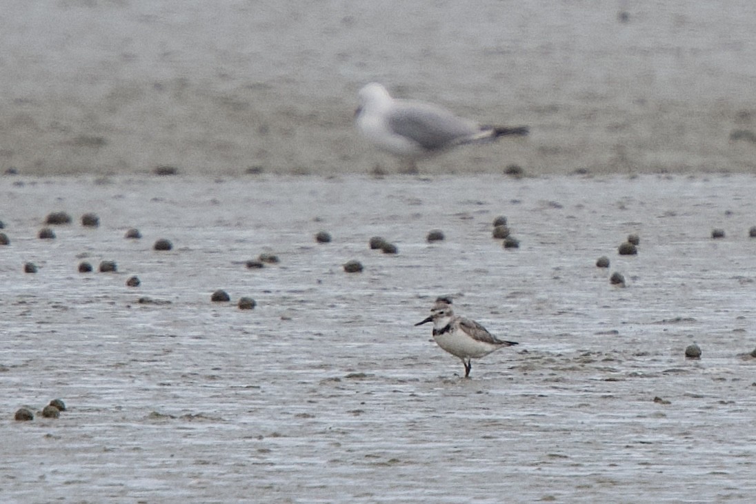 Wrybill - ML652390830