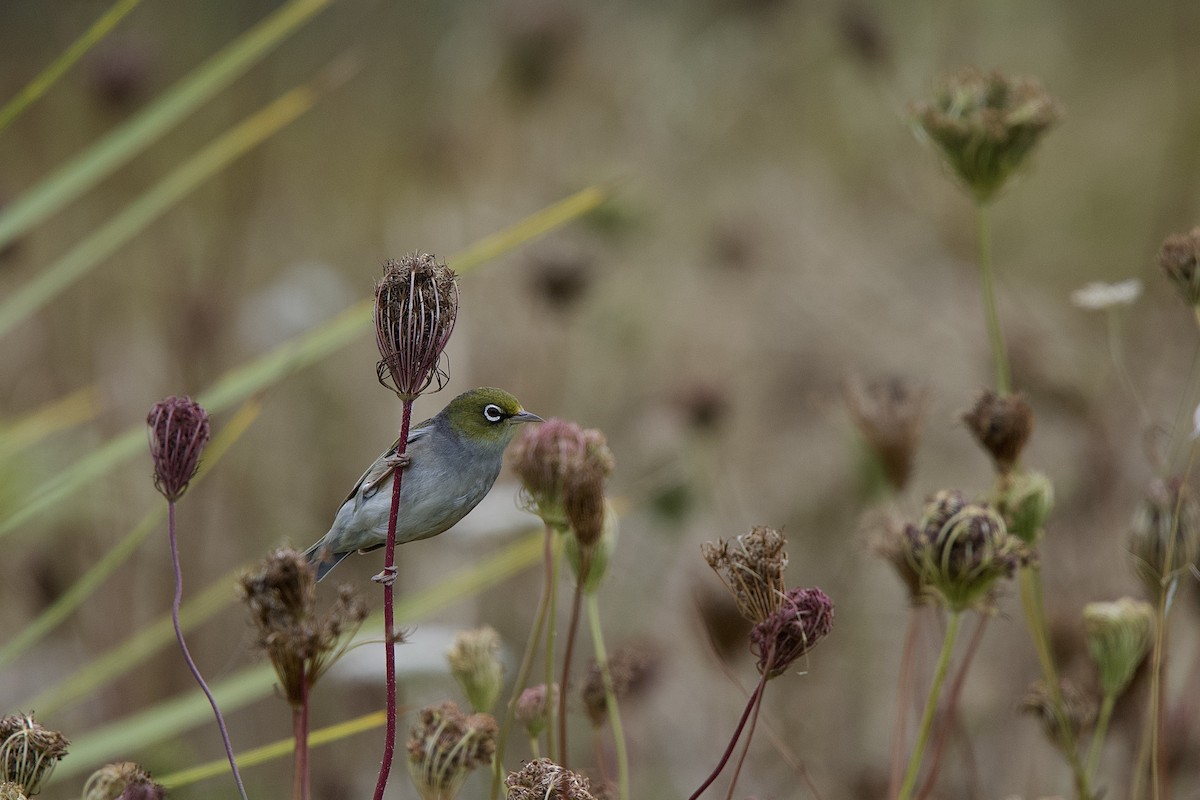 Silvereye - ML652391146