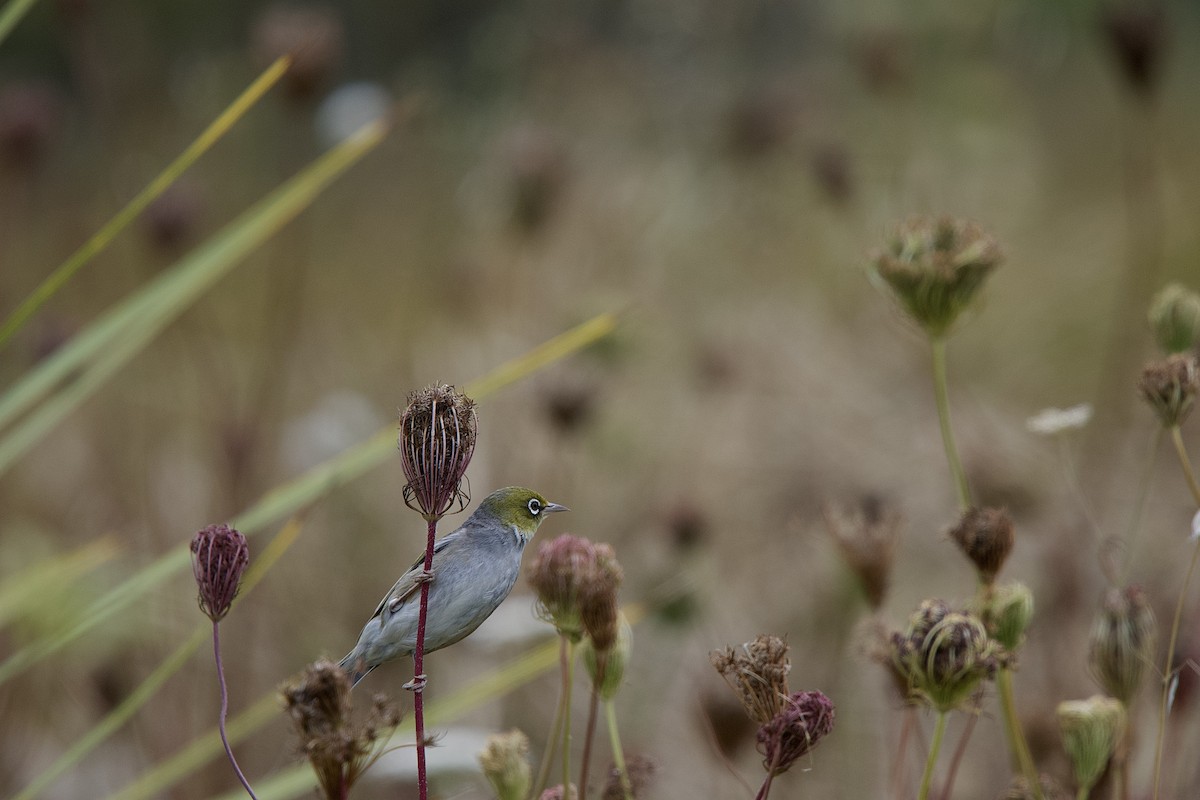 Silvereye - ML652391147