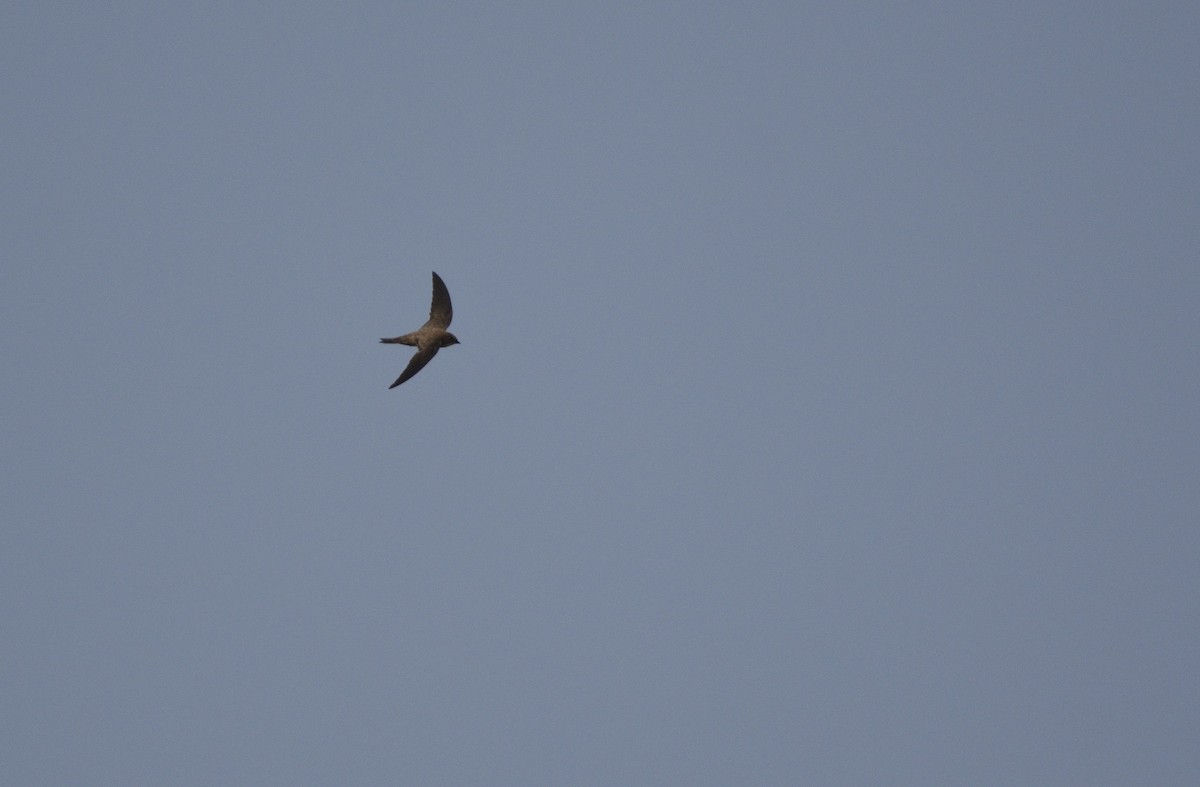 Alpine Swift - ML652391324