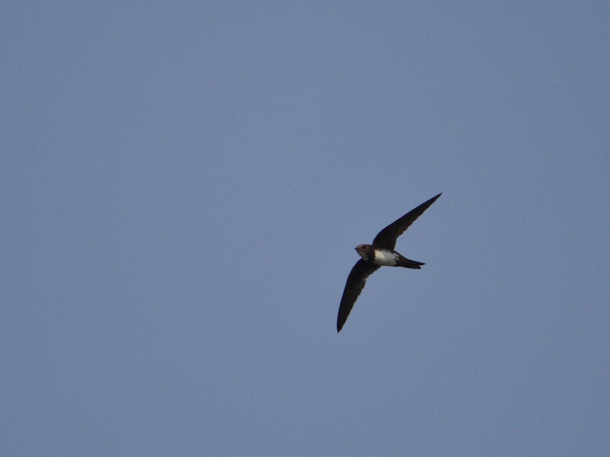 Alpine Swift - ML652391329