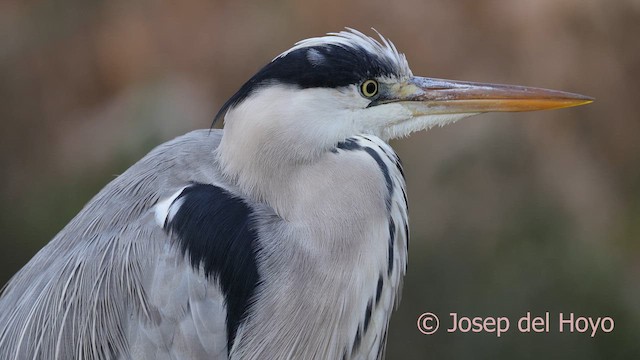 蒼鷺 - ML652391343