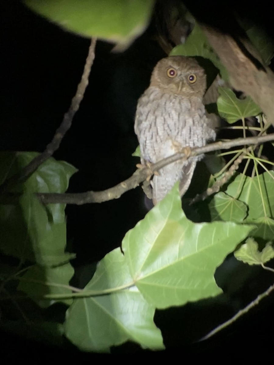 Puerto Rican Owl - ML652391378