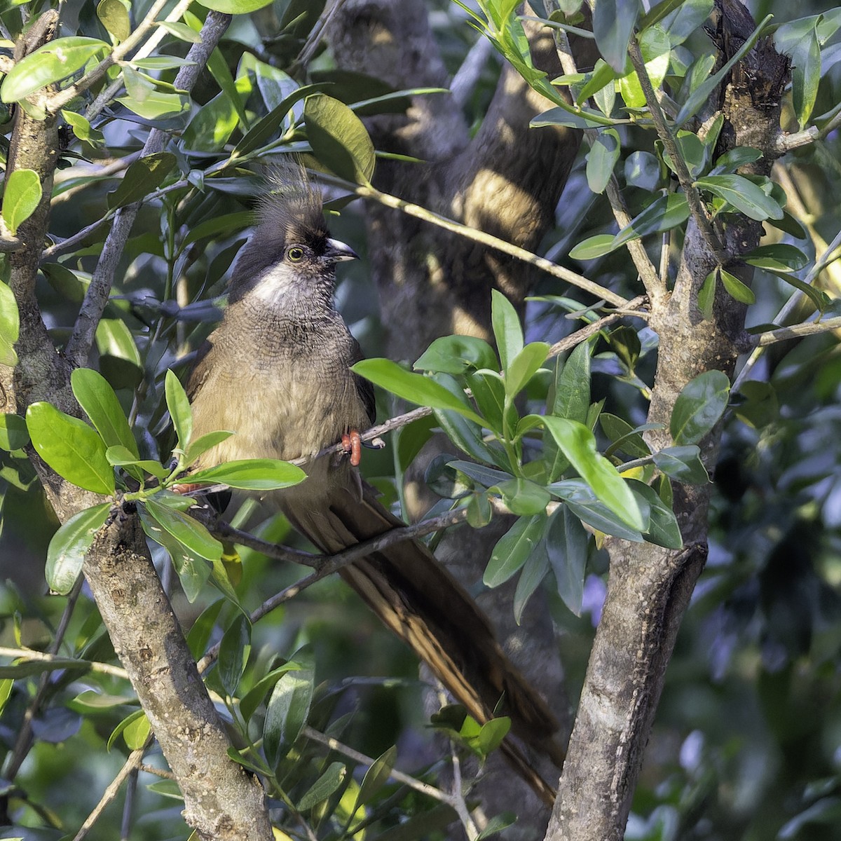 Speckled Mousebird - ML652391395