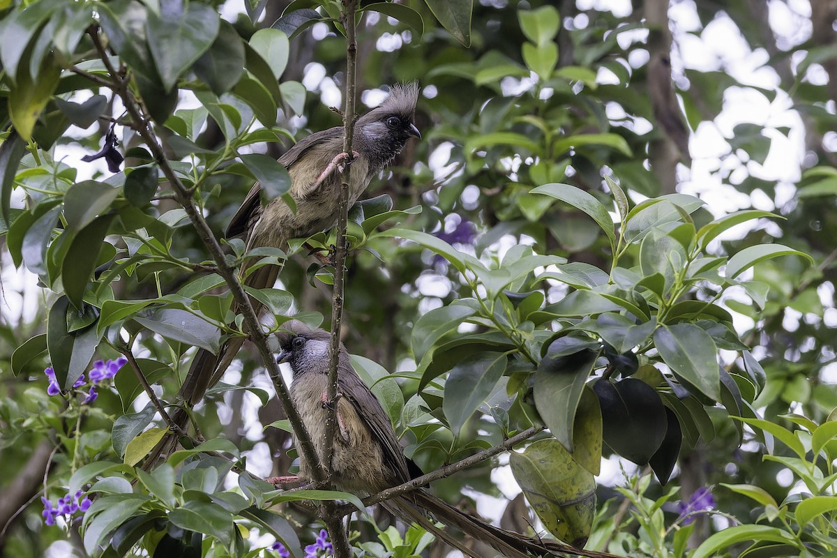 Speckled Mousebird - ML652391396
