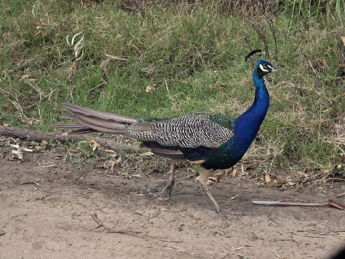 Pavone (domestico) - ML652391407