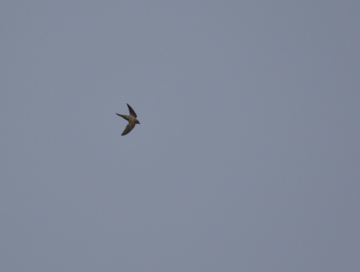 Alpine Swift - ML652391417