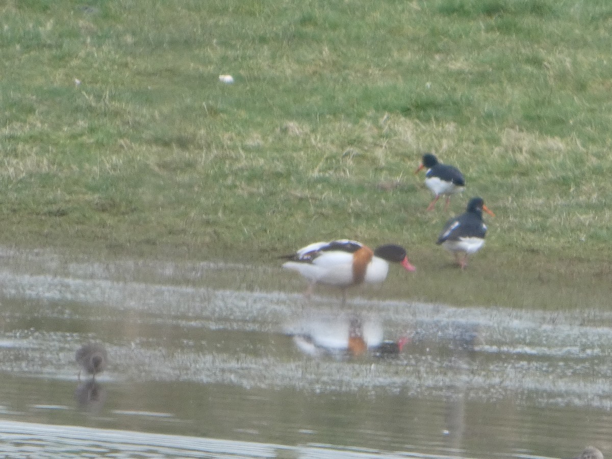 Common Shelduck - ML652392080