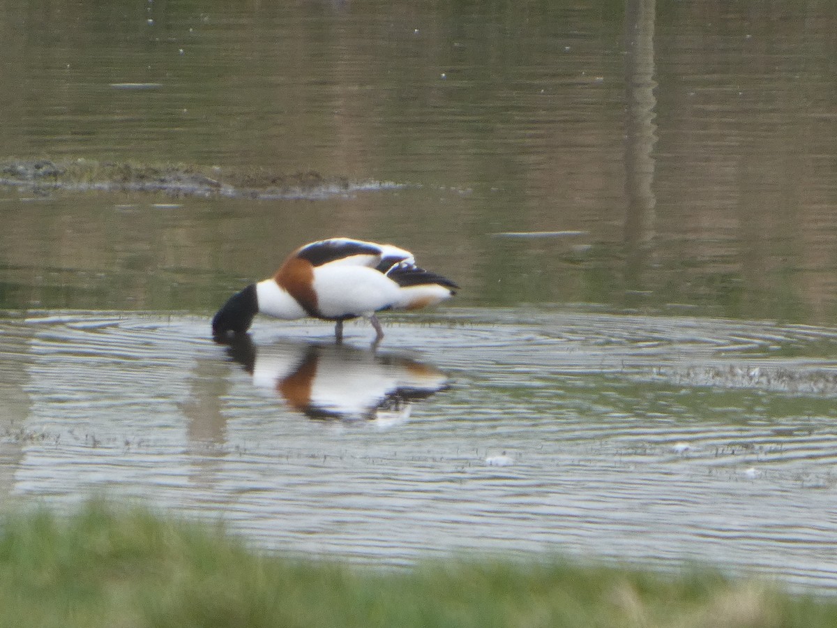 Common Shelduck - ML652392081