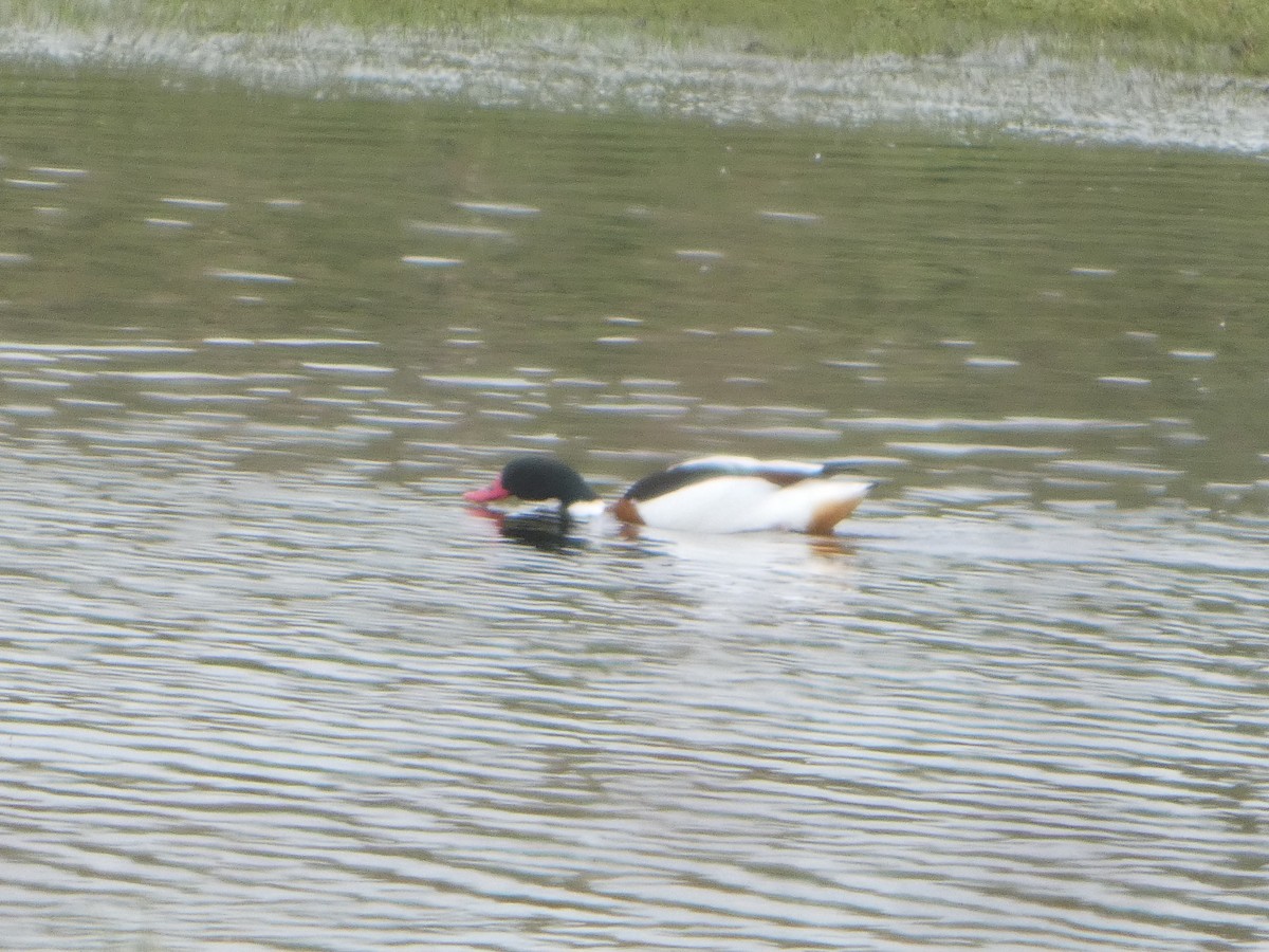 Common Shelduck - ML652392082