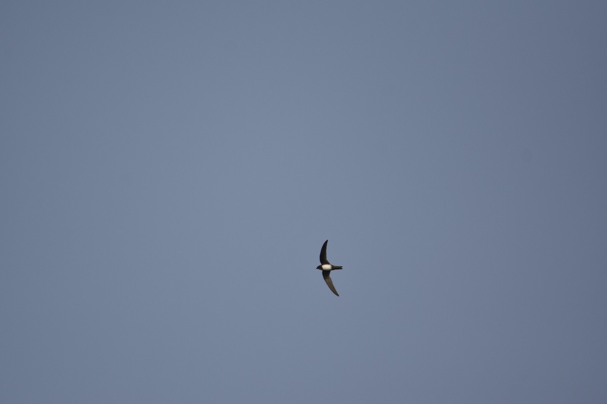 Alpine Swift - ML652392088