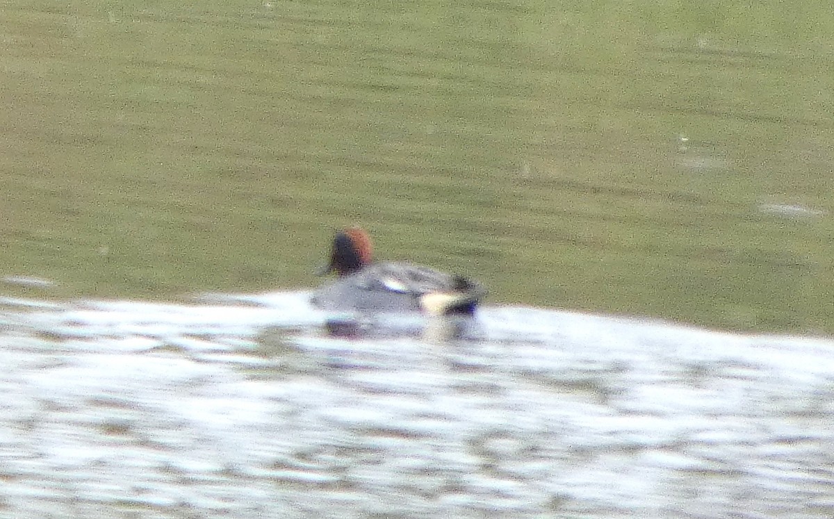 Green-winged Teal - ML652392121