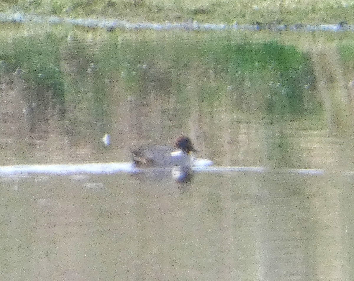 Green-winged Teal - ML652392122