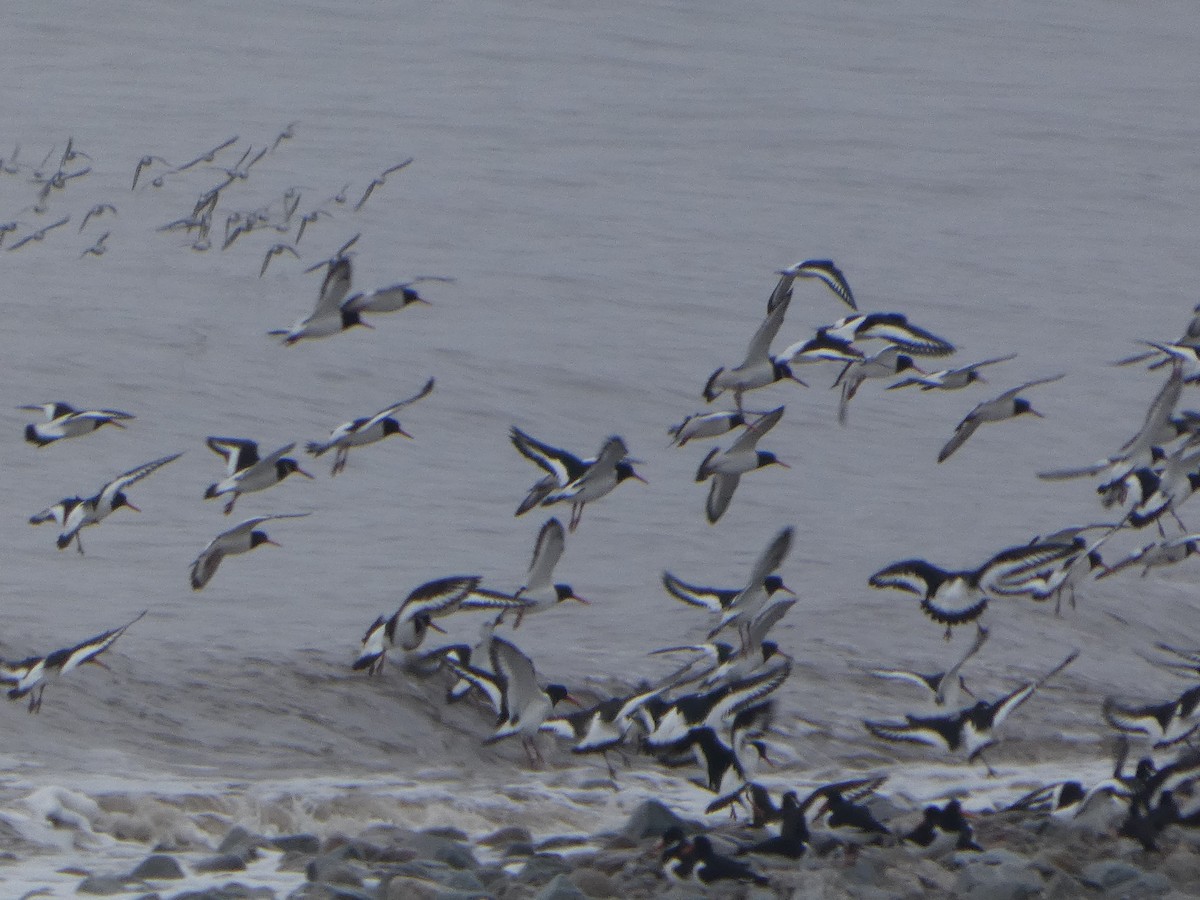 Eurasian Oystercatcher - ML652392162