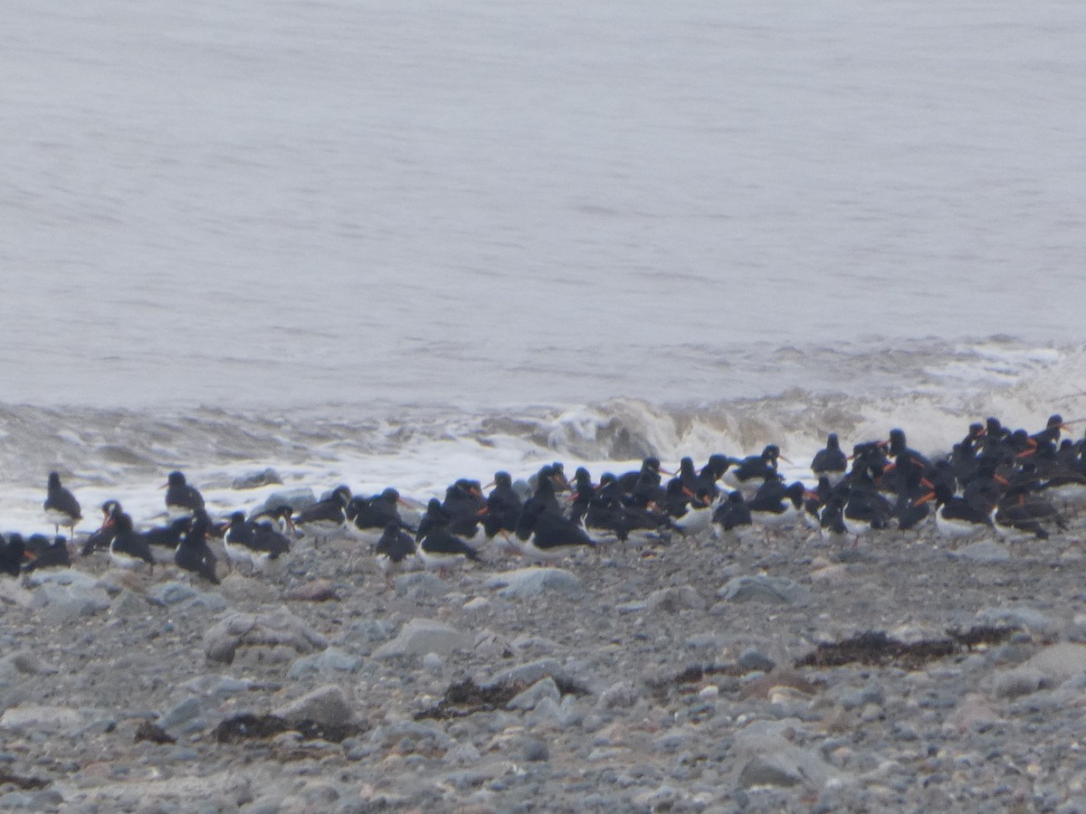 Eurasian Oystercatcher - ML652392163