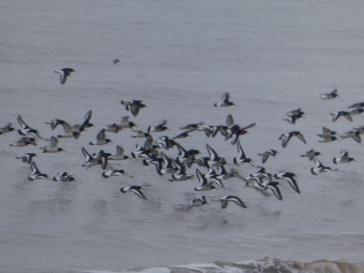 Eurasian Oystercatcher - ML652392164