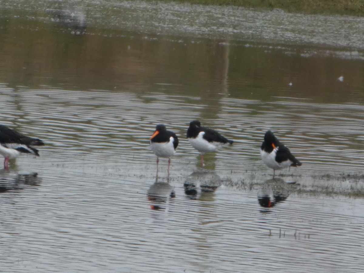 Eurasian Oystercatcher - ML652392165