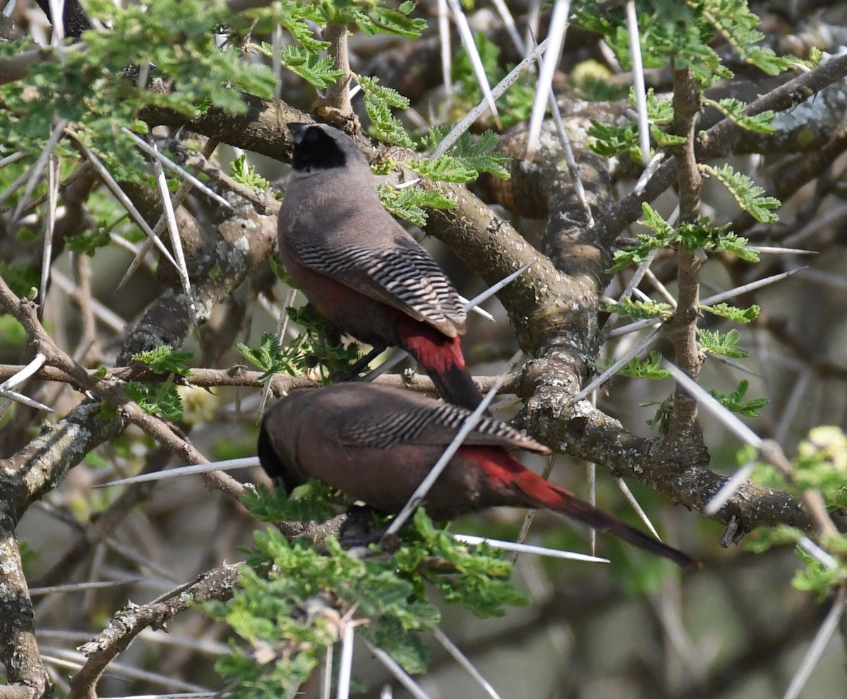 Black-faced Waxbill - ML652392210