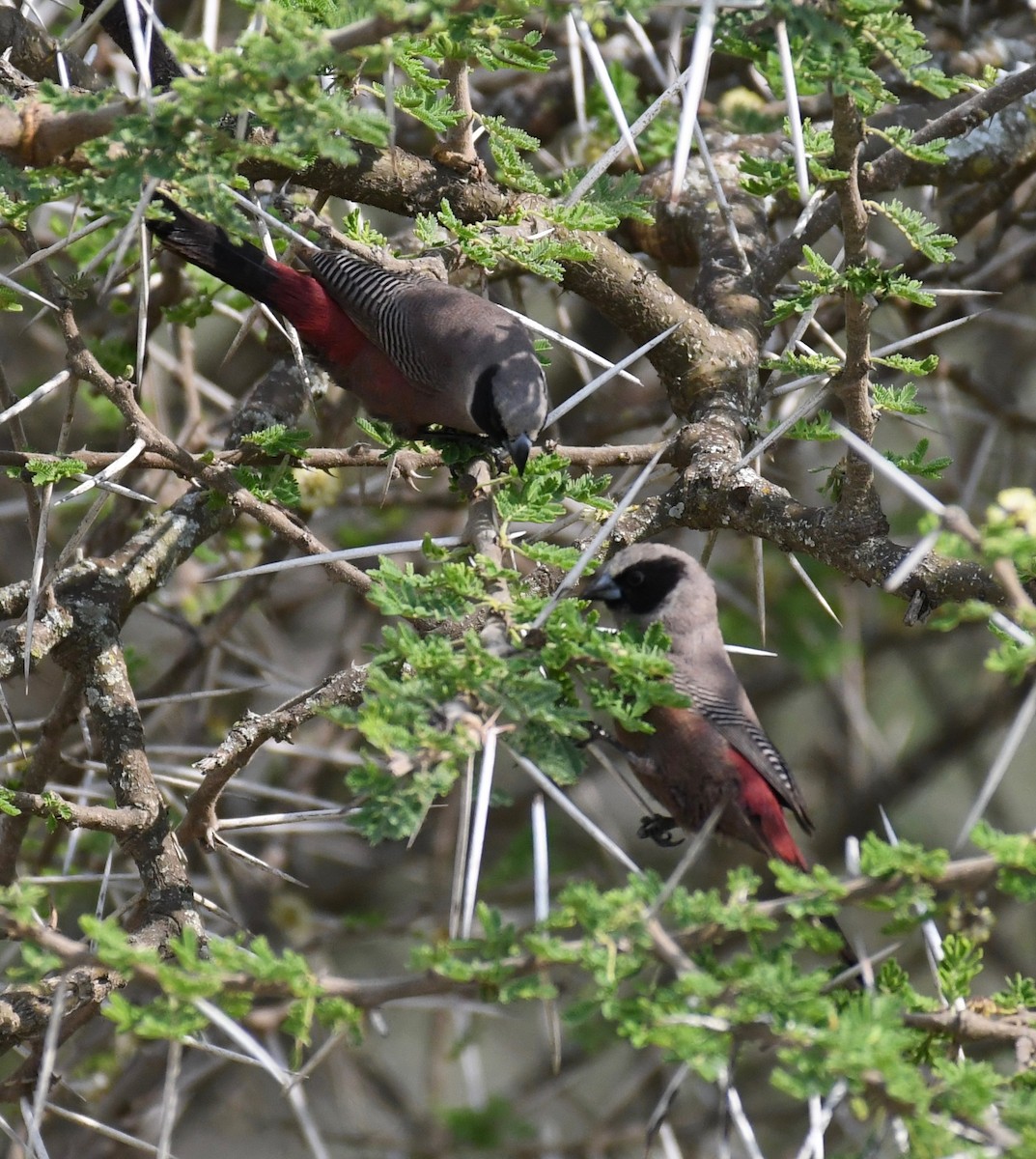 Black-faced Waxbill - ML652392212