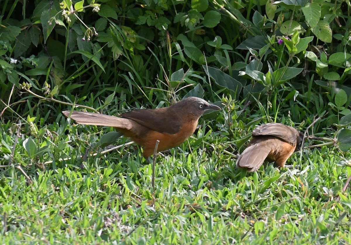 Rufous Chatterer - ML652392239