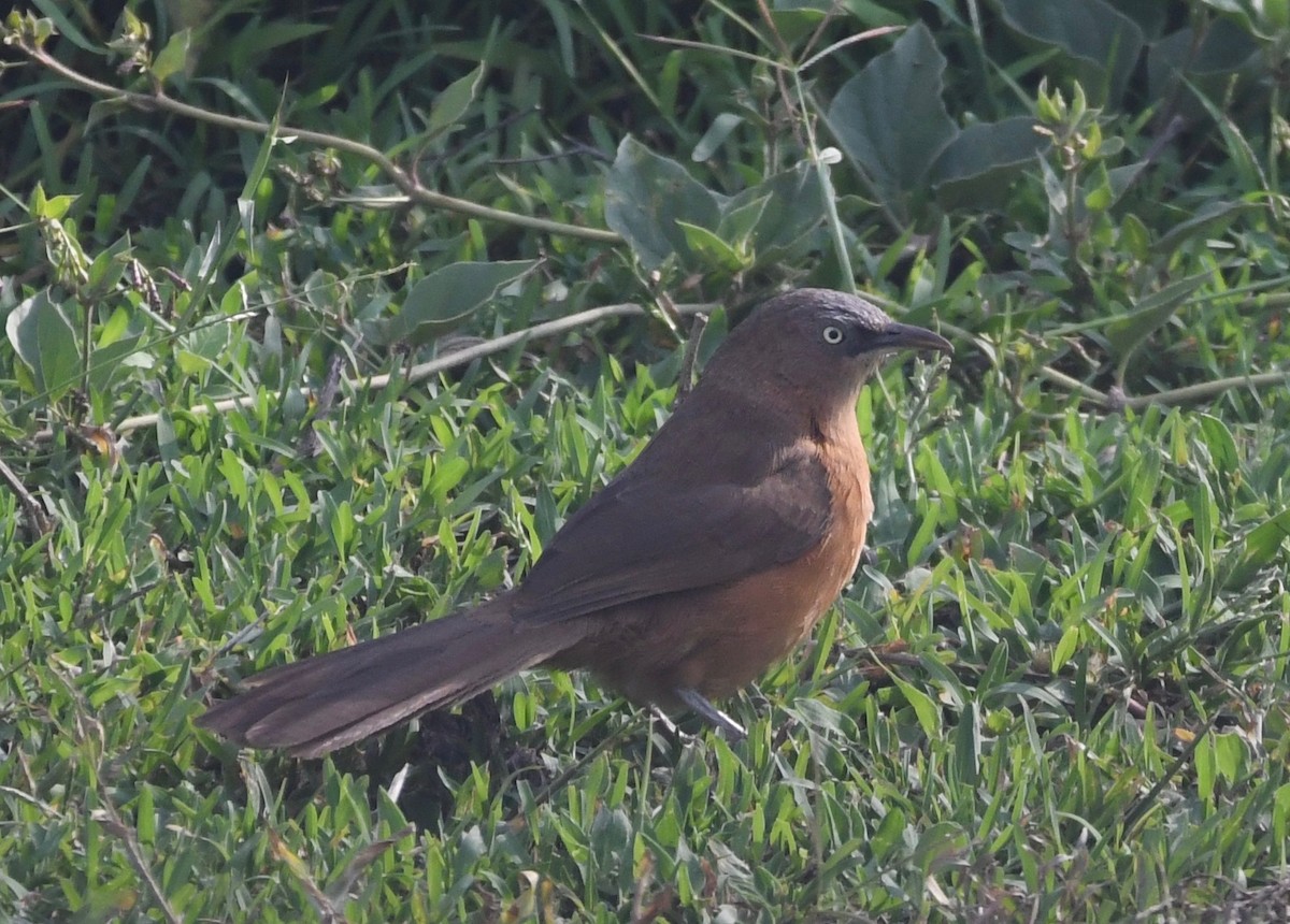 Rufous Chatterer - ML652392240