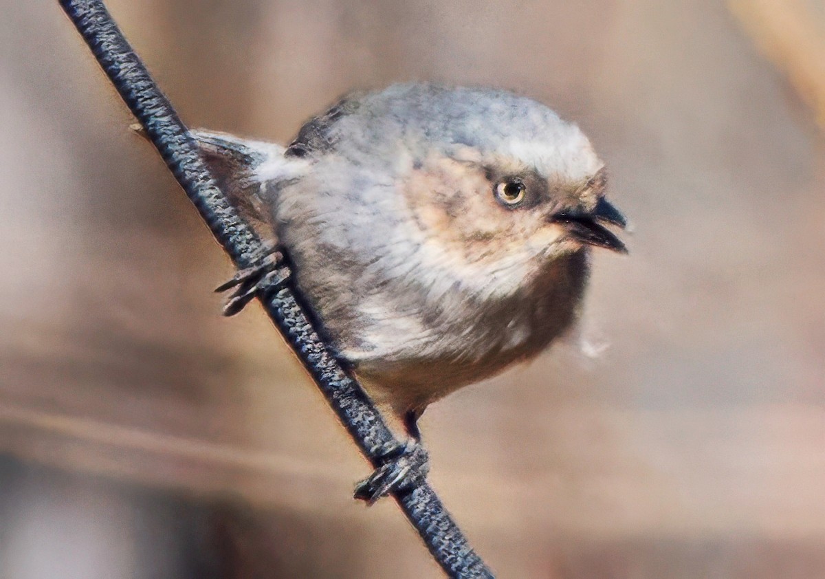 Bushtit - ML652392254