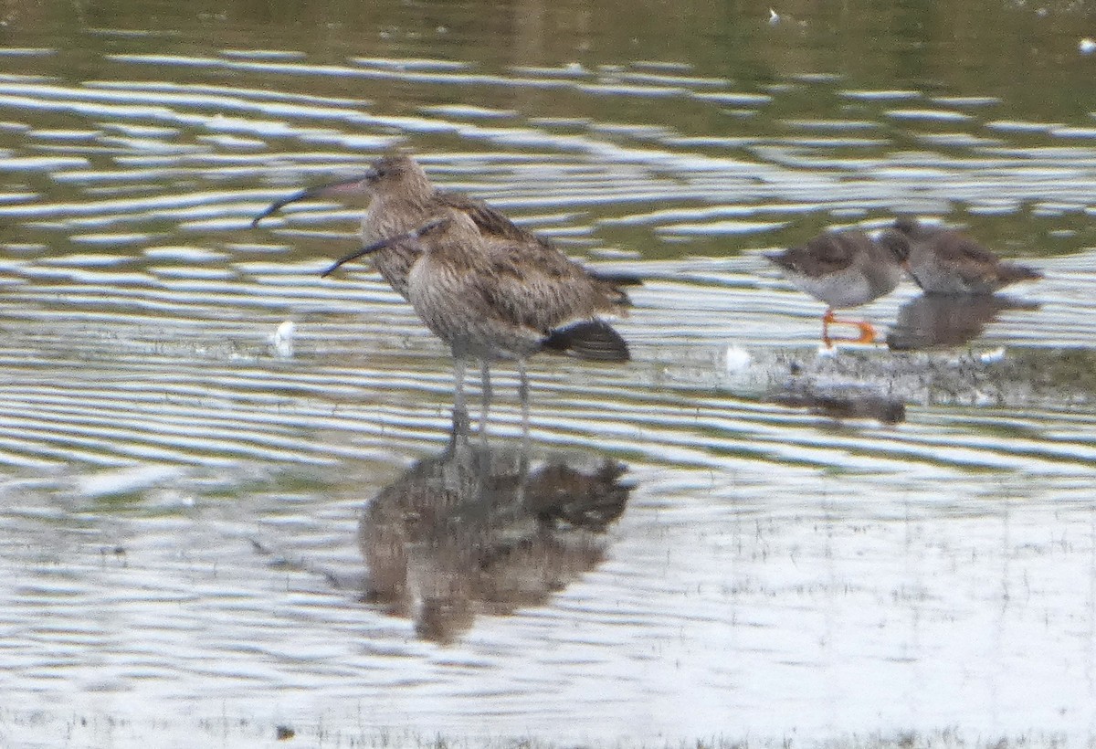 Eurasian Curlew - ML652392275