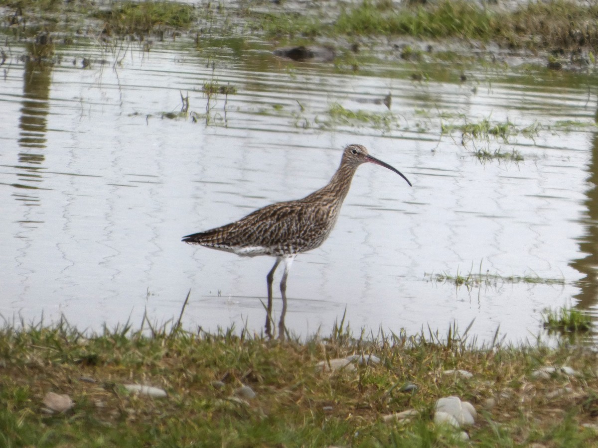 Eurasian Curlew - ML652392276