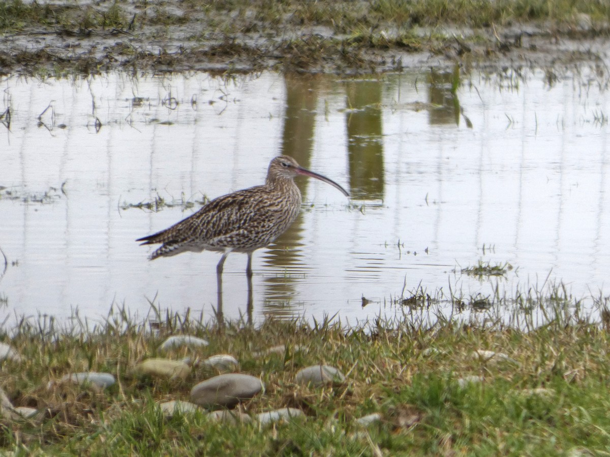 Eurasian Curlew - ML652392277