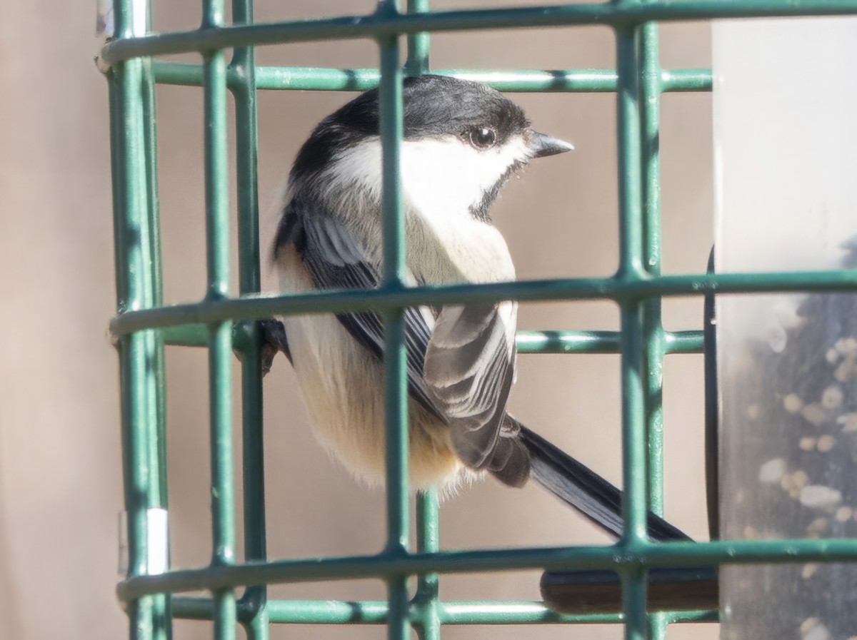 Black-capped Chickadee - ML652392296