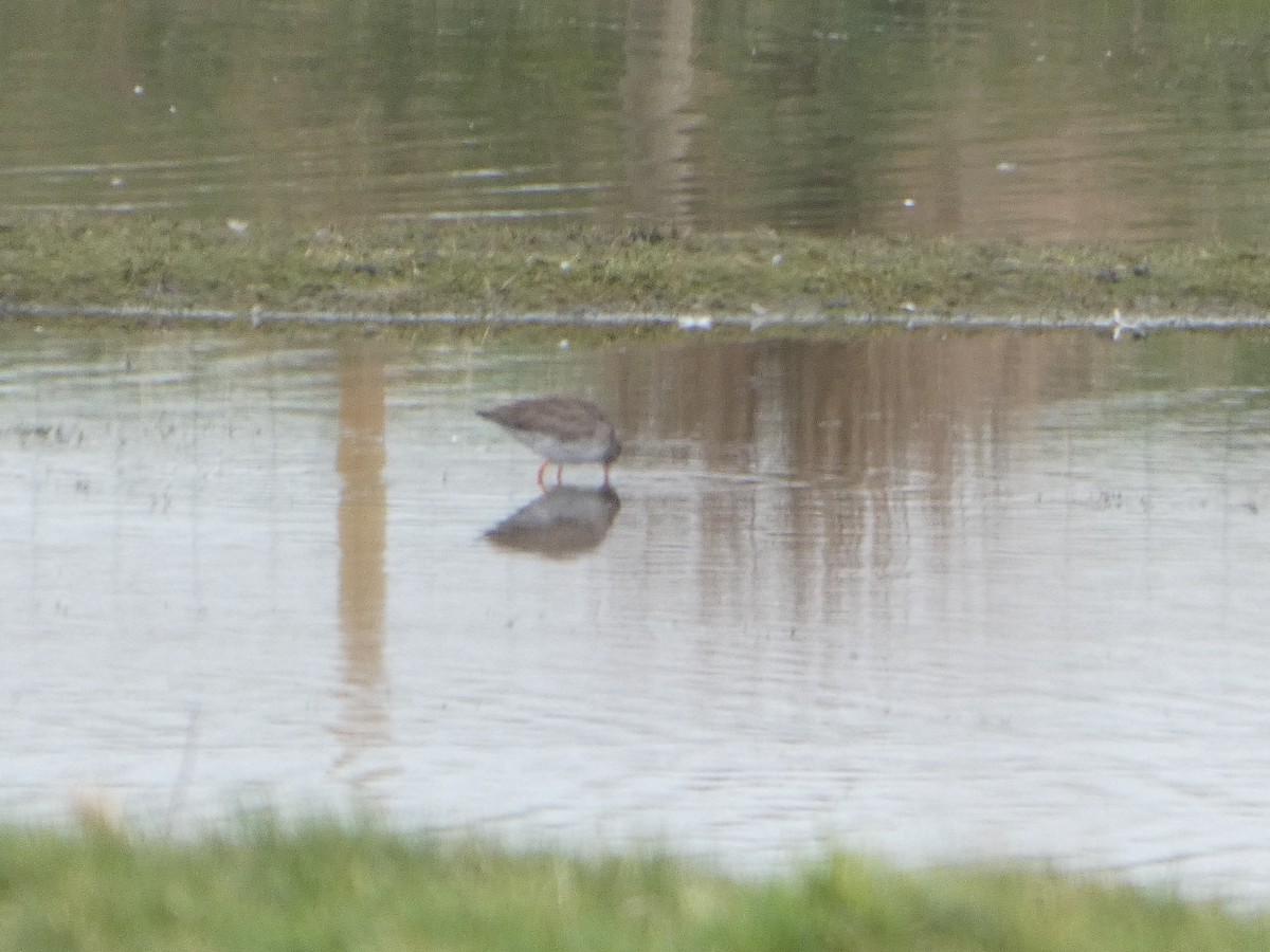Common Redshank - ML652392325