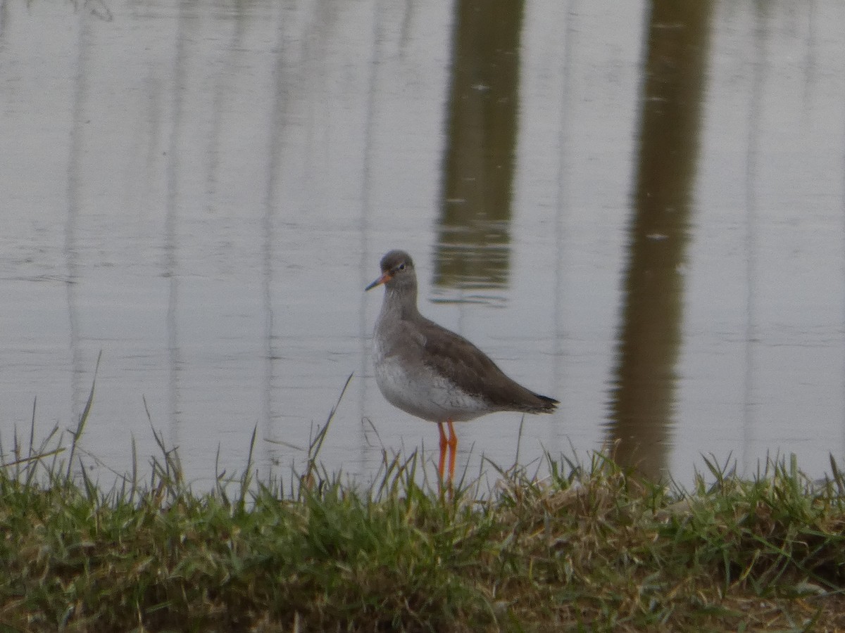 Common Redshank - ML652392327
