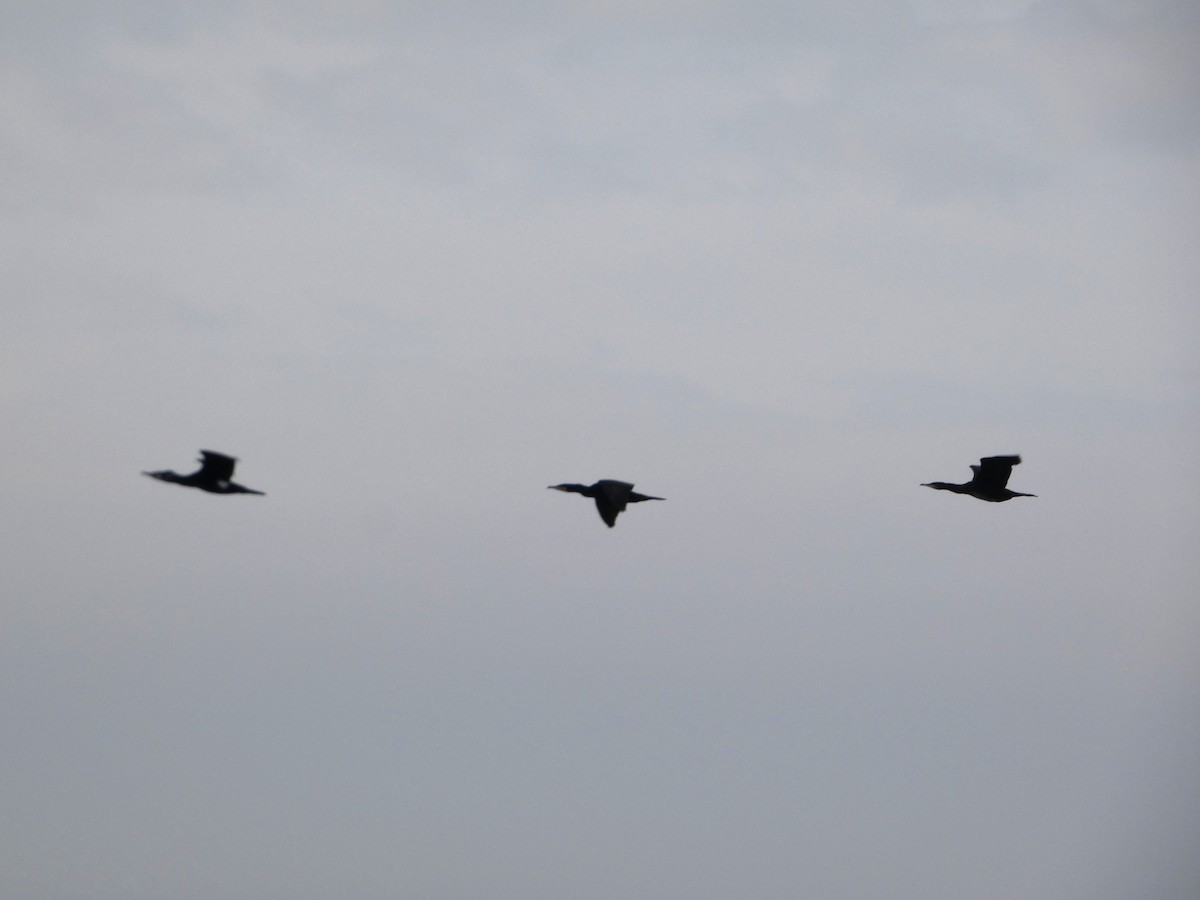 Great Cormorant - ML652392439