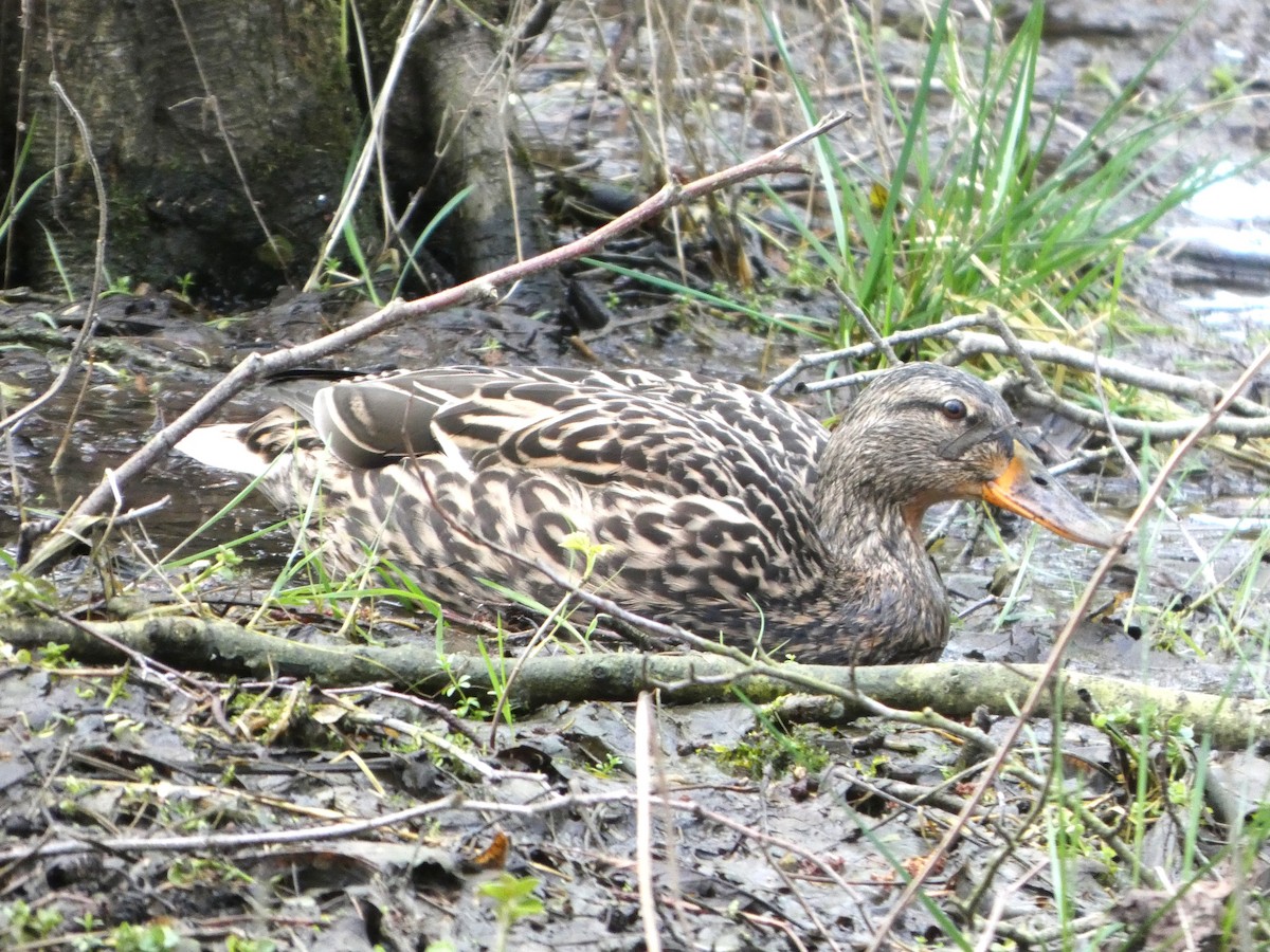 Mallard - ML652392683