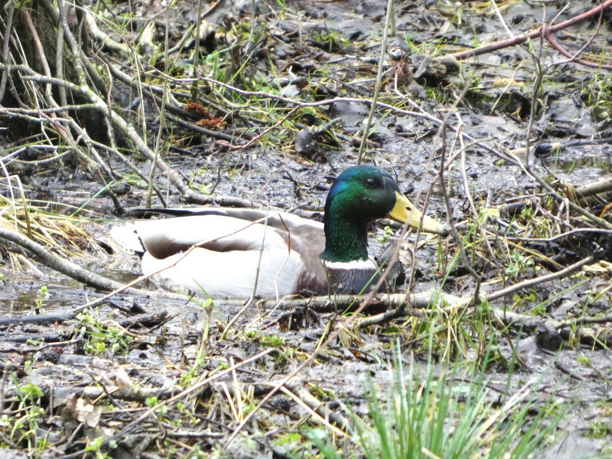 Mallard - ML652392684