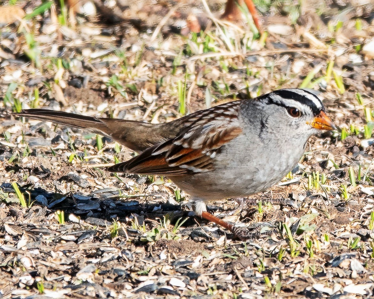 White-crowned Sparrow - ML652392699
