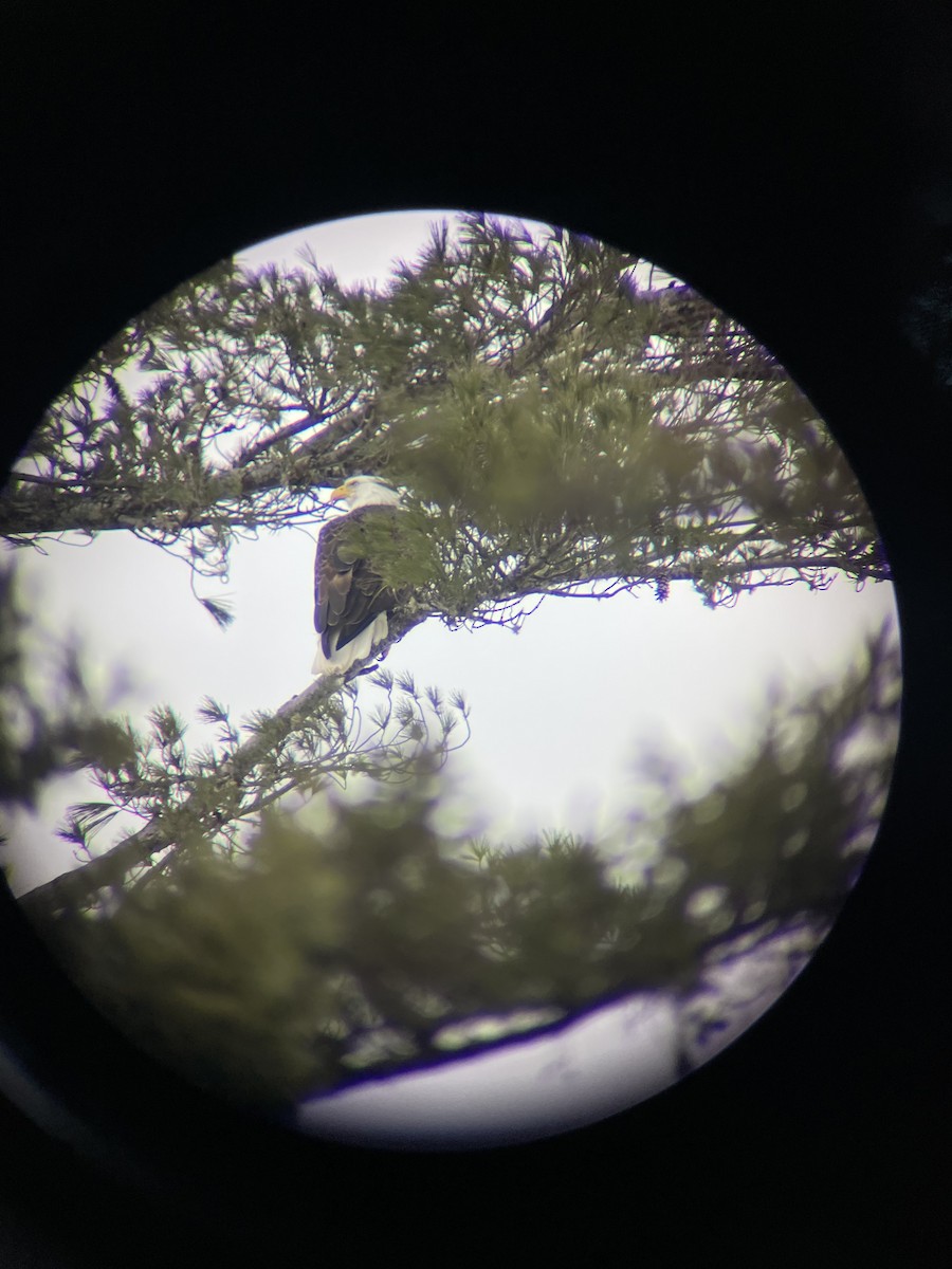 Pigargo Americano - ML652392719