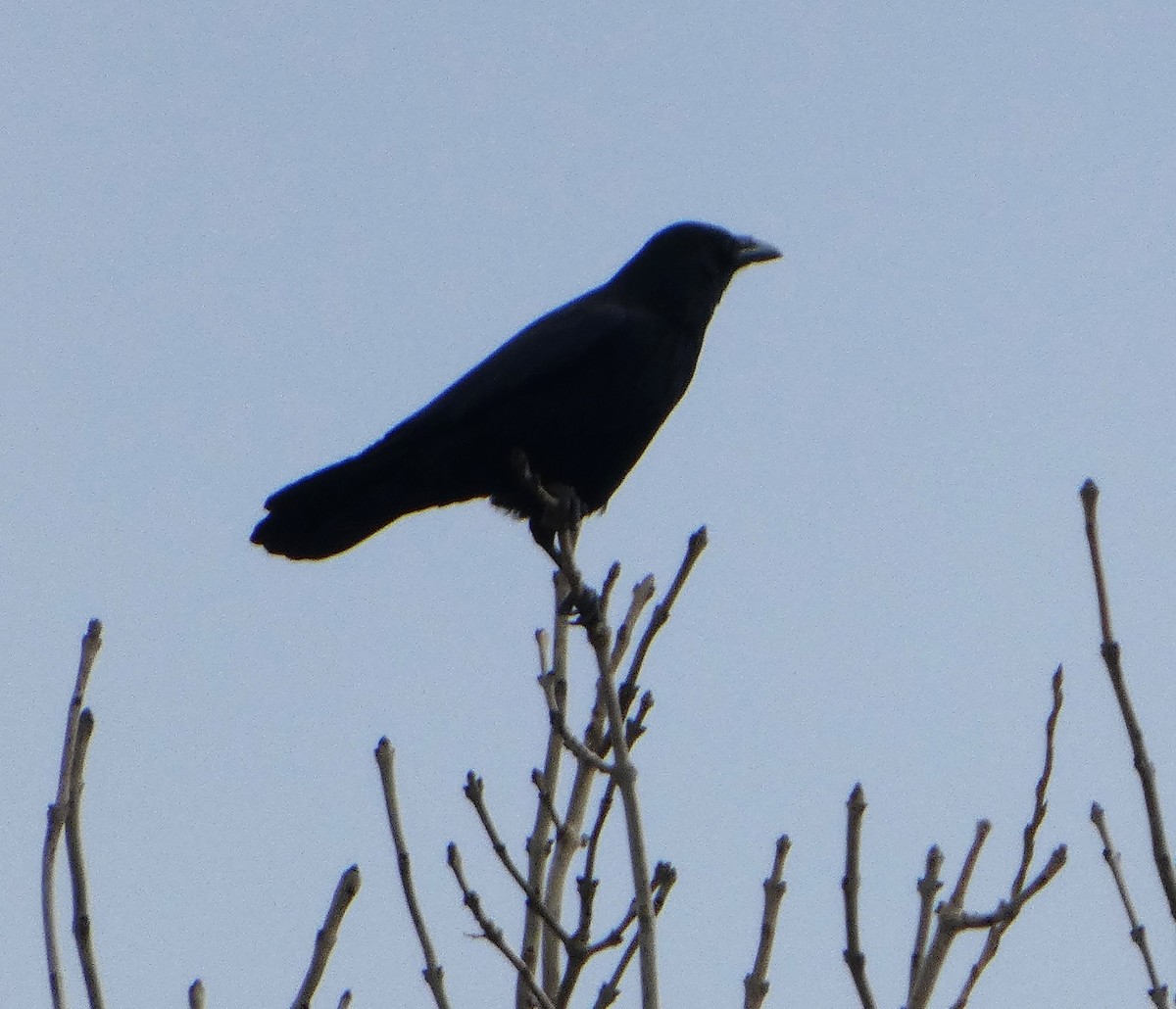 Carrion Crow - ML652392727