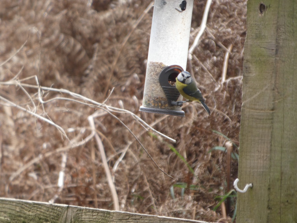 Eurasian Blue Tit - ML652392752