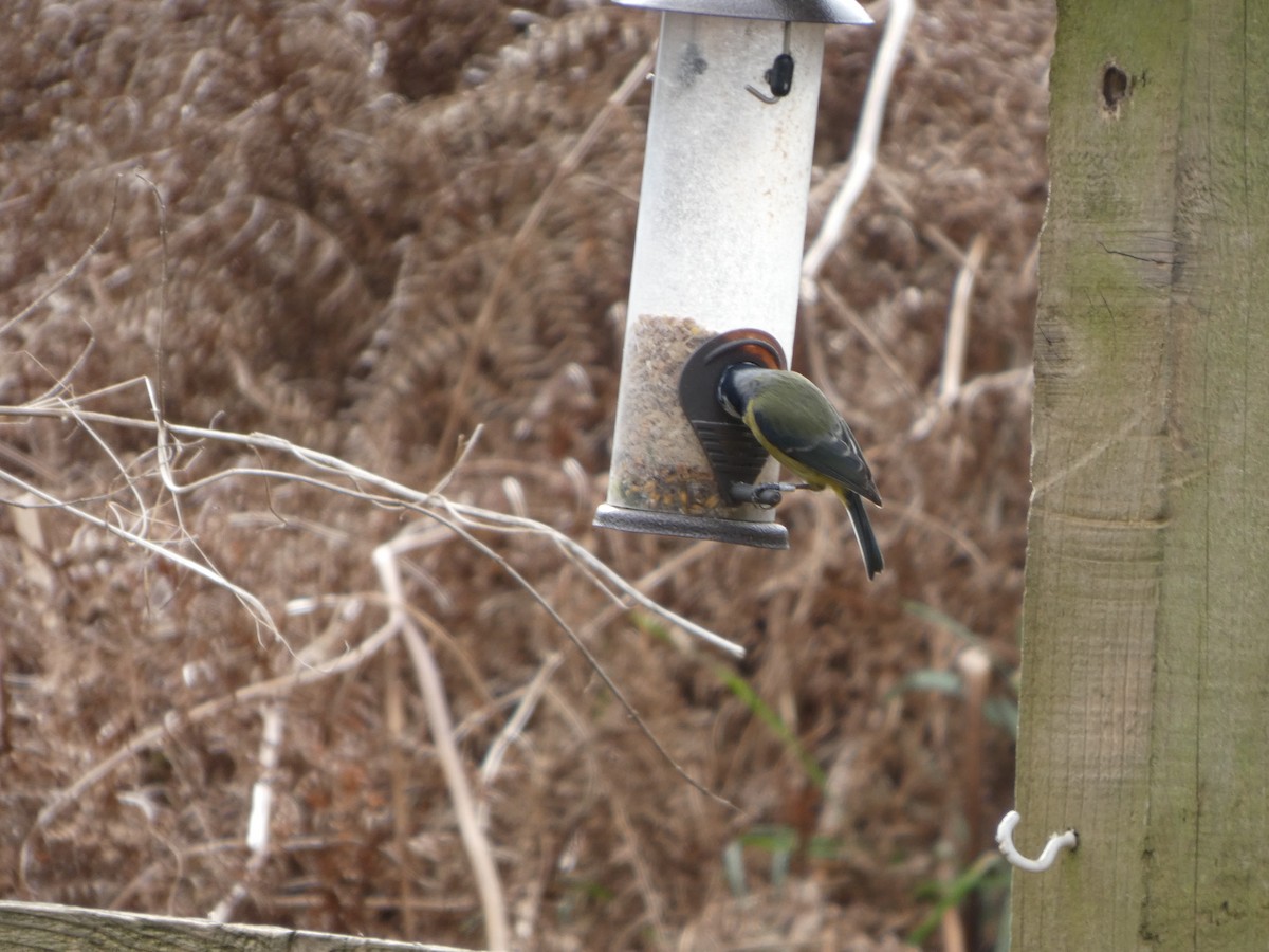 Eurasian Blue Tit - ML652392753