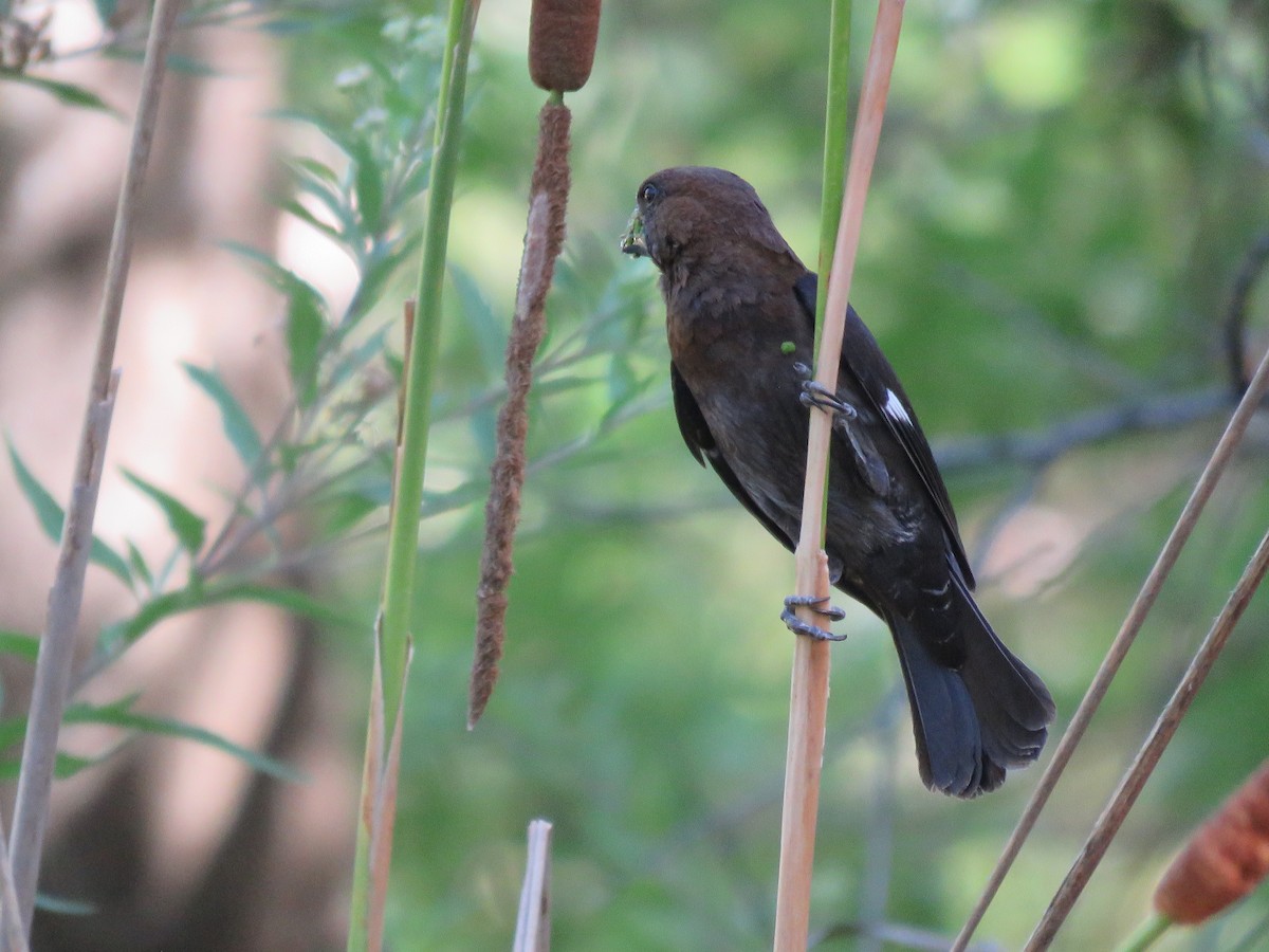 tykknebbvever - ML652392759