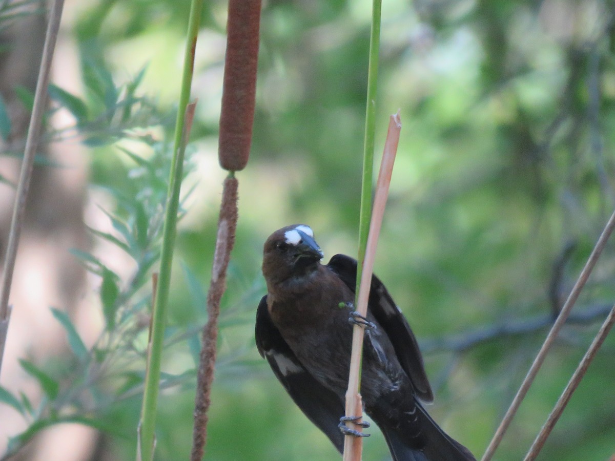 tykknebbvever - ML652392760