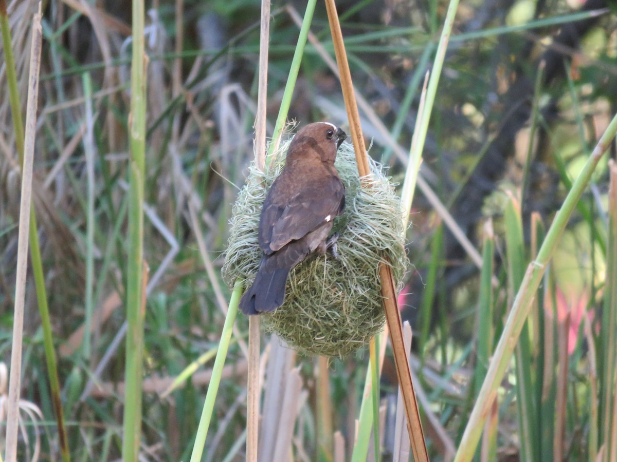 tykknebbvever - ML652392761