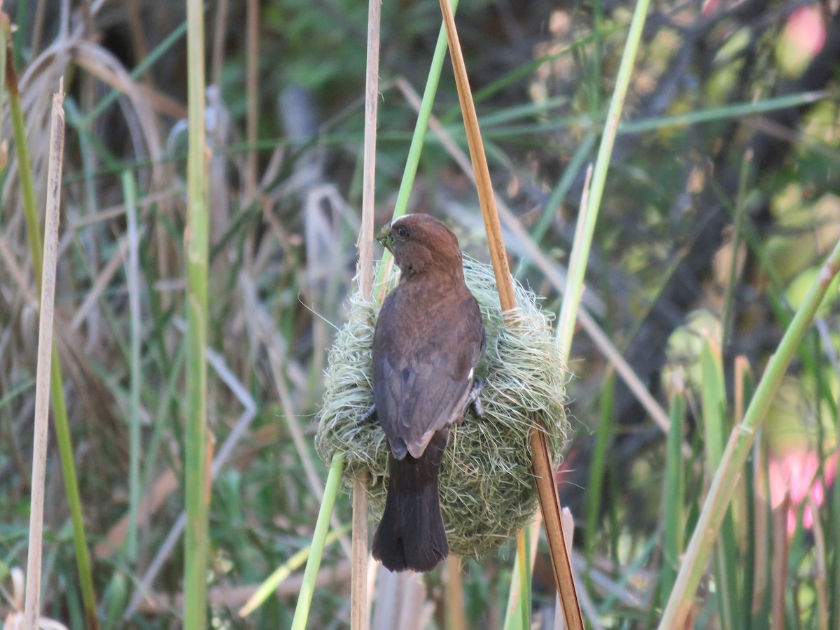 tykknebbvever - ML652392762