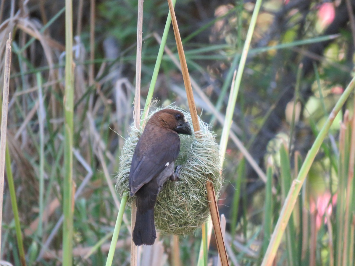 tykknebbvever - ML652392763