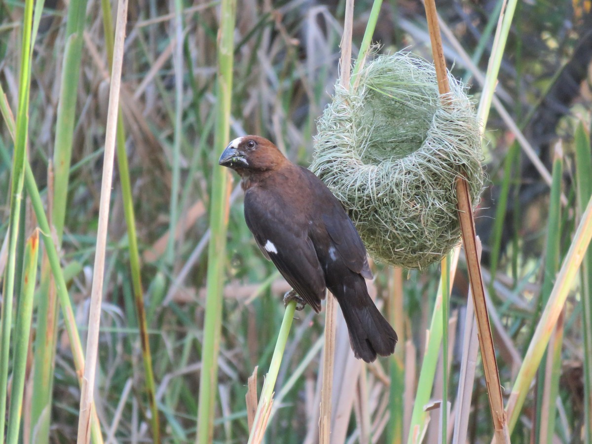 tykknebbvever - ML652392764