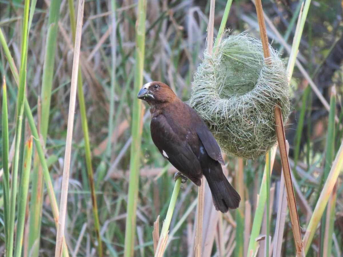 tykknebbvever - ML652392765