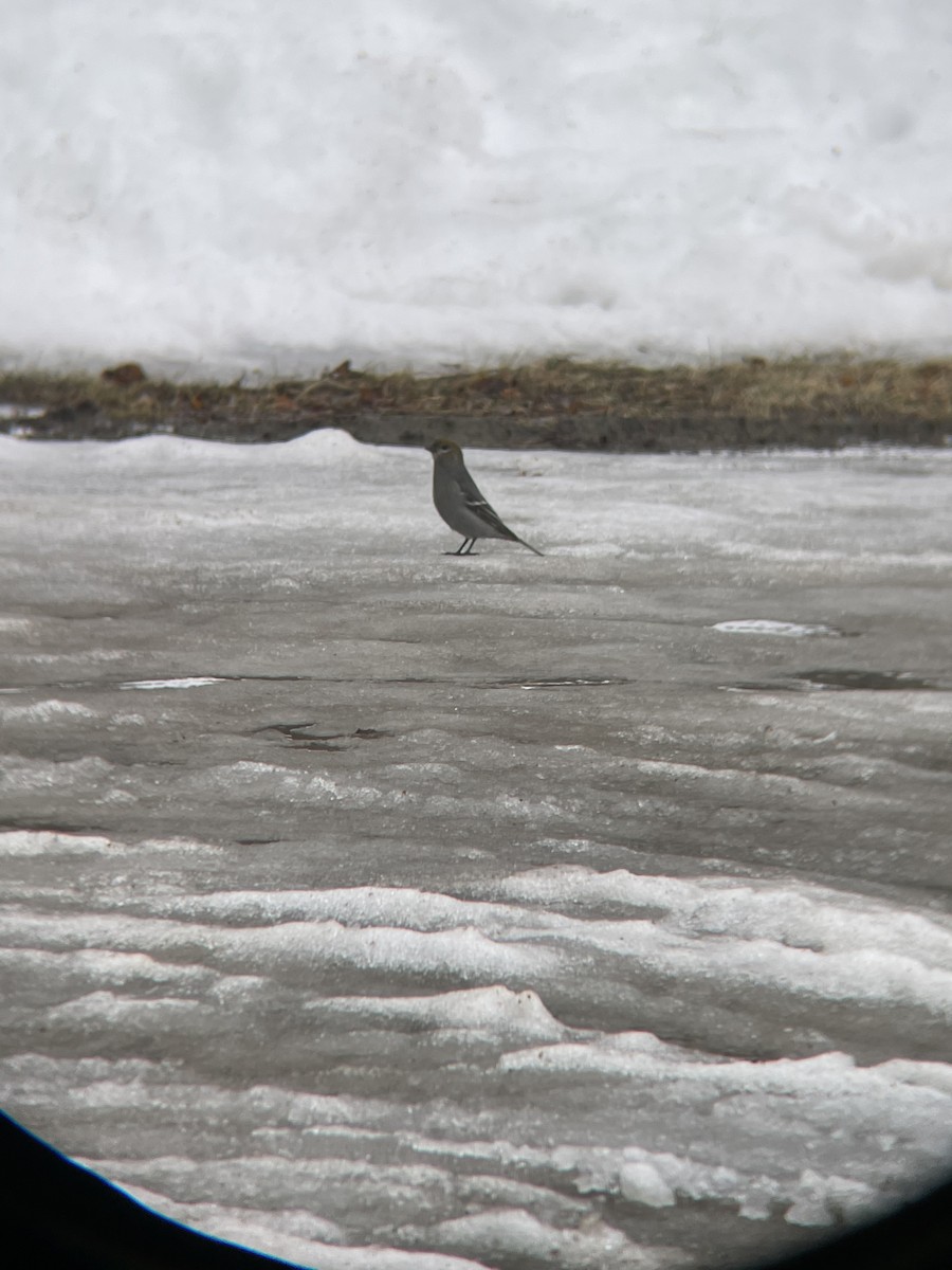 Camachuelo Picogrueso - ML652392785